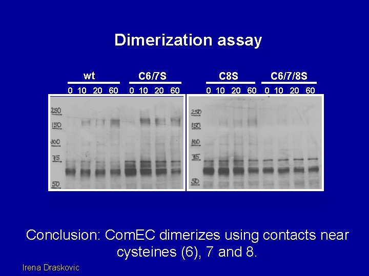 Dimerization assay wt 0 10 20 60 C 6/7 S 0 10 20 60