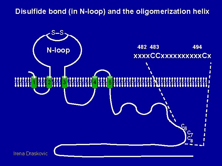 Disulfide bond (in N-loop) and the oligomerization helix S S 482 483 N-loop 1