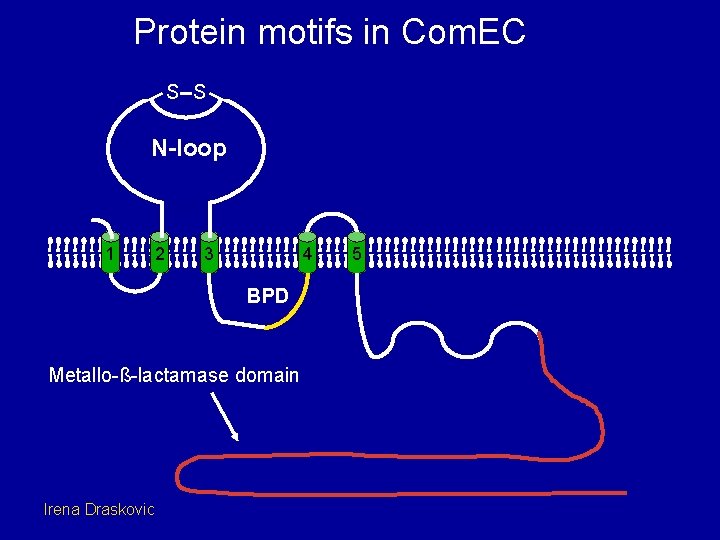 Protein motifs in Com. EC S S N-loop 1 2 3 4 BPD Metallo-ß-lactamase