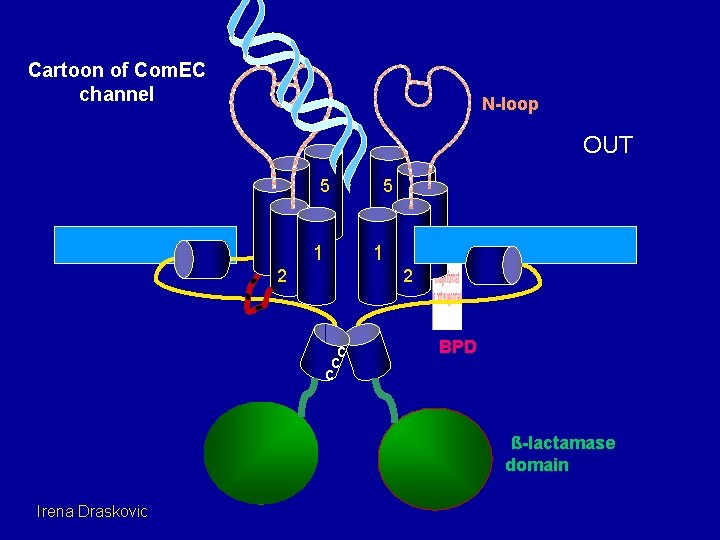 Cartoon of Com. EC channel N-loop OUT 5 5 4 3 1 2 2