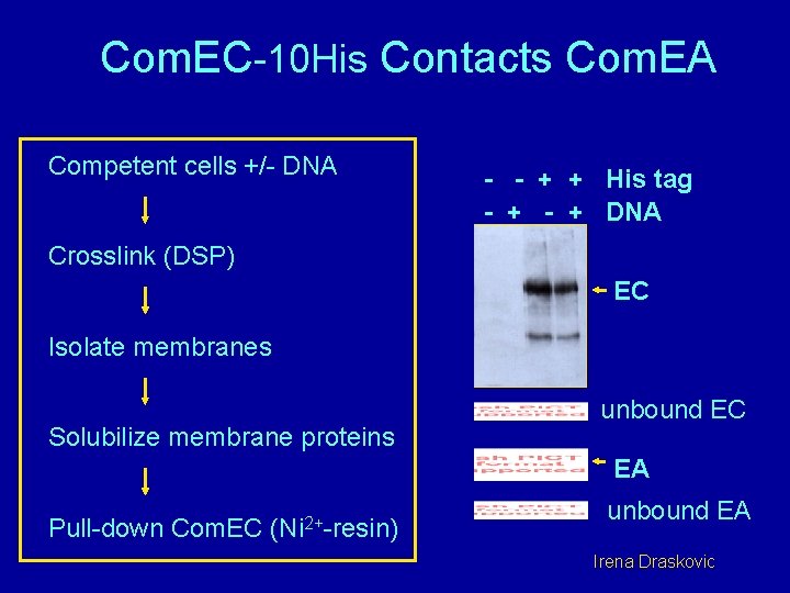 Com. EC-10 His Contacts Com. EA Competent cells +/- DNA - - + +
