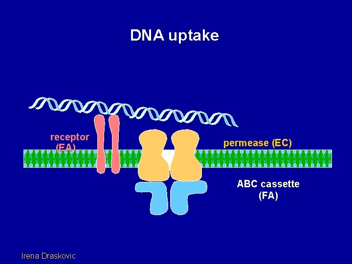 DNA uptake receptor (EA) permease (EC) ABC cassette (FA) Irena Draskovic 