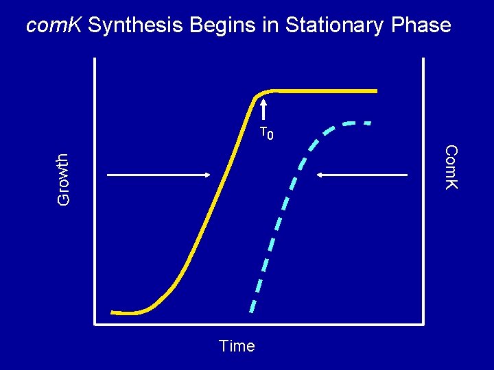 com. K Synthesis Begins in Stationary Phase T 0 Growth Com. K Time 
