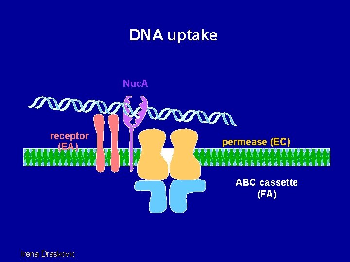 DNA uptake Nuc. A receptor (EA) permease (EC) ABC cassette (FA) Irena Draskovic 