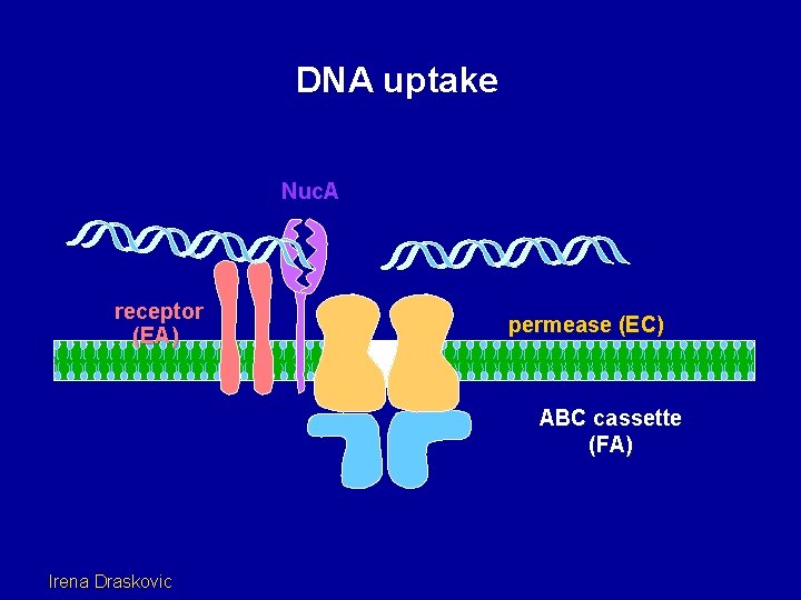 DNA uptake Nuc. A receptor (EA) permease (EC) ABC cassette (FA) Irena Draskovic 