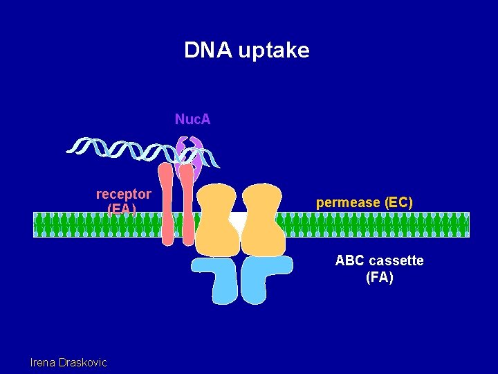 DNA uptake Nuc. A receptor (EA) permease (EC) ABC cassette (FA) Irena Draskovic 
