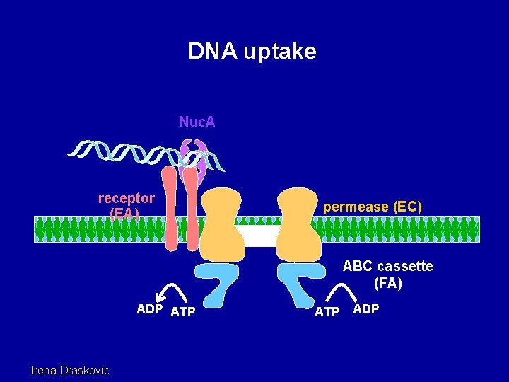 DNA uptake Nuc. A receptor (EA) permease (EC) ABC cassette (FA) ADP ATP Irena