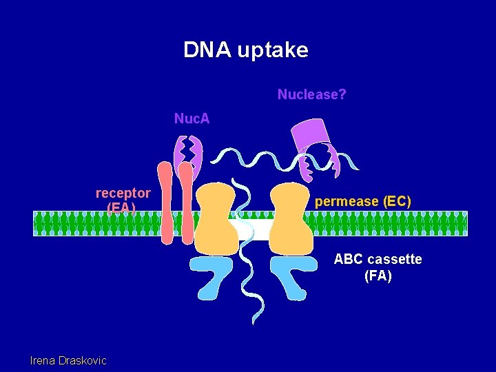 DNA uptake Nuclease? Nuc. A receptor (EA) permease (EC) ABC cassette (FA) Irena Draskovic