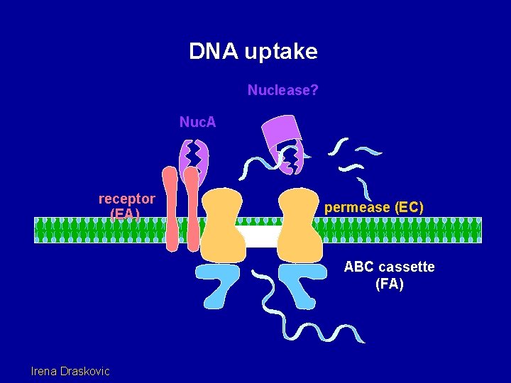 DNA uptake Nuclease? Nuc. A receptor (EA) permease (EC) ABC cassette (FA) Irena Draskovic