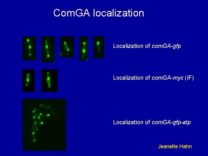 Com. GA localization Localization of com. GA-gfp Localization of com. GA-myc (IF) Localization of