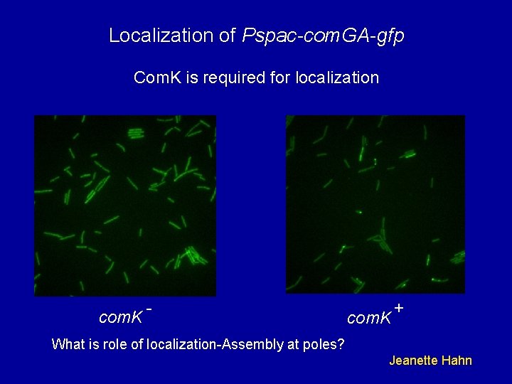 Localization of Pspac-com. GA-gfp Com. K is required for localization com. K - com.