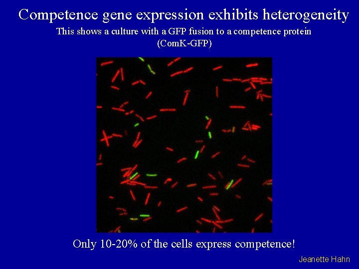 Competence gene expression exhibits heterogeneity This shows a culture with a GFP fusion to