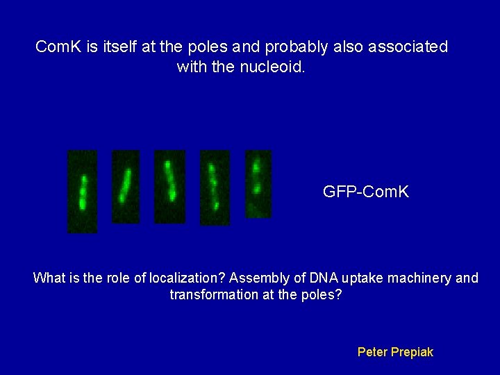Com. K is itself at the poles and probably also associated with the nucleoid.