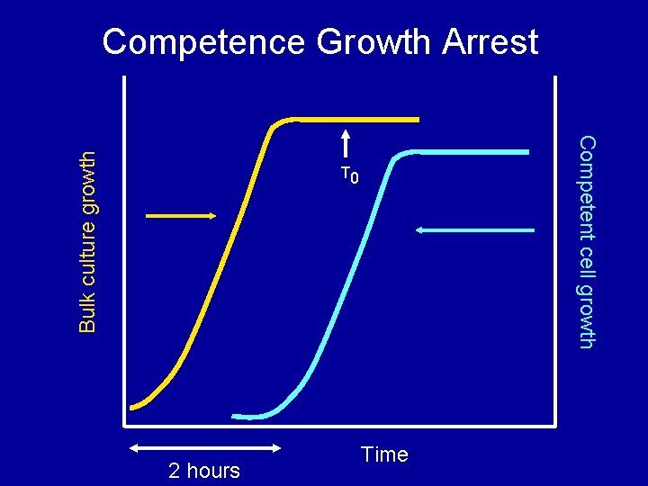 Competent cell growth Bulk culture growth Competence Growth Arrest T 0 2 hours Time