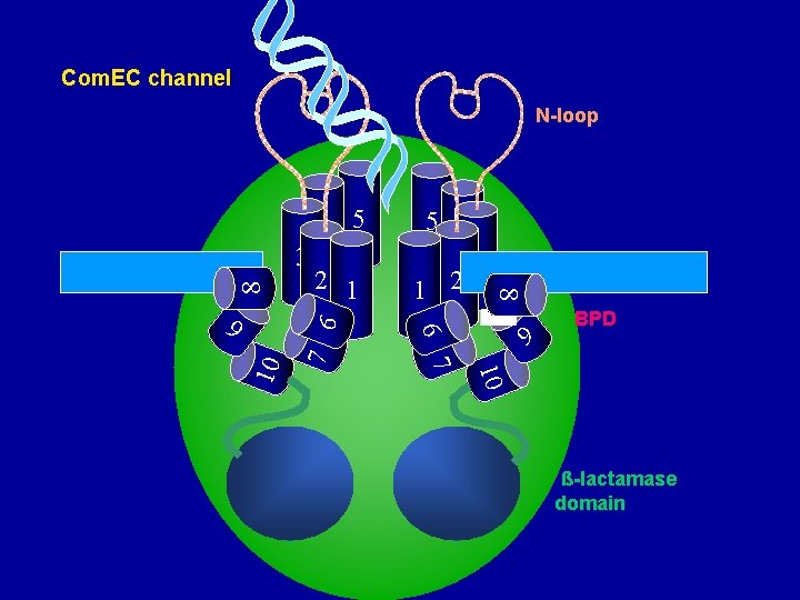 Com. EC channel N-loop 7 76 3 1 2 3 9 BPD 10 10