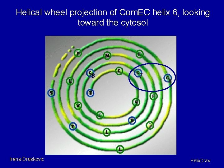 Helical wheel projection of Com. EC helix 6, looking toward the cytosol 6 Irena