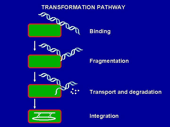 TRANSFORMATION PATHWAY Binding Fragmentation Transport and degradation Integration 