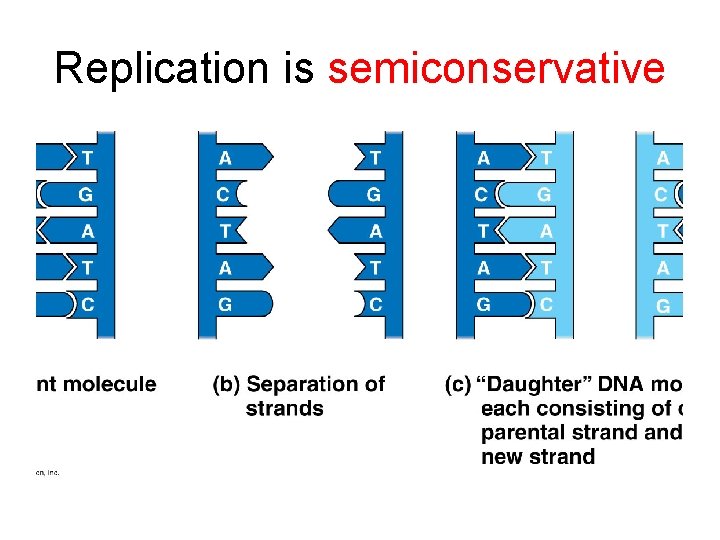 Replication is semiconservative 