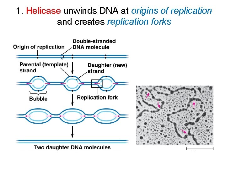 1. Helicase unwinds DNA at origins of replication and creates replication forks 