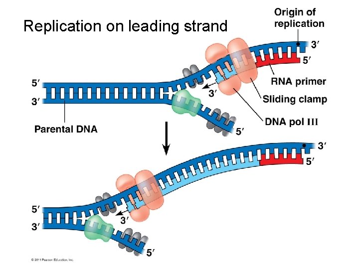 Replication on leading strand 
