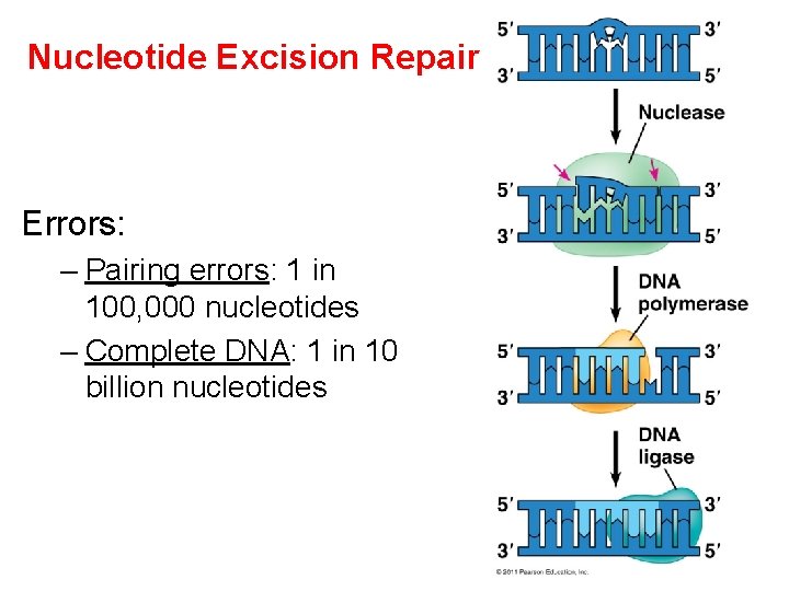 Nucleotide Excision Repair Errors: – Pairing errors: 1 in 100, 000 nucleotides – Complete