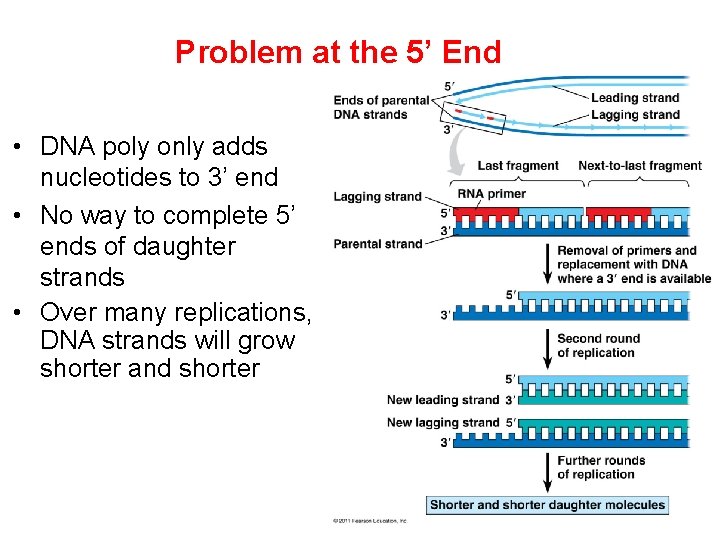 Problem at the 5’ End • DNA poly only adds nucleotides to 3’ end