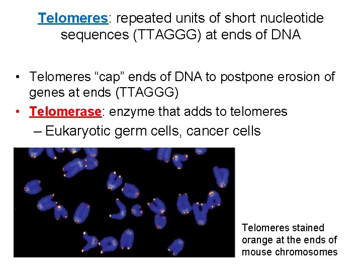 Telomeres: repeated units of short nucleotide sequences (TTAGGG) at ends of DNA • Telomeres