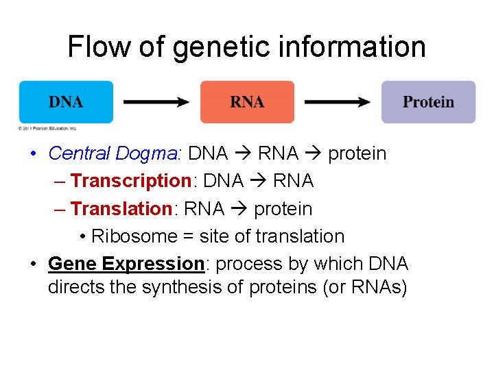 Flow of genetic information • Central Dogma: DNA RNA protein – Transcription: DNA RNA