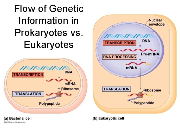 Flow of Genetic Information in Prokaryotes vs. Eukaryotes 