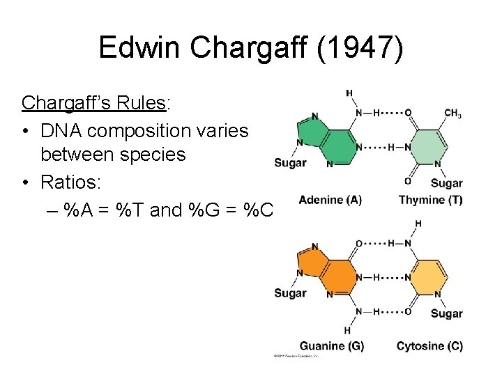 Edwin Chargaff (1947) Chargaff’s Rules: • DNA composition varies between species • Ratios: –