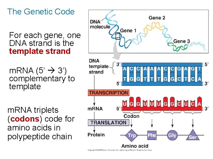 The Genetic Code For each gene, one DNA strand is the template strand m.