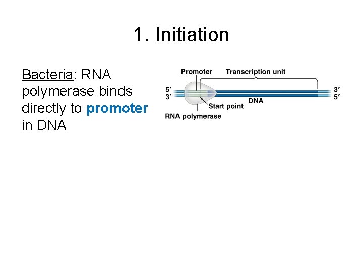 1. Initiation Bacteria: RNA polymerase binds directly to promoter in DNA 