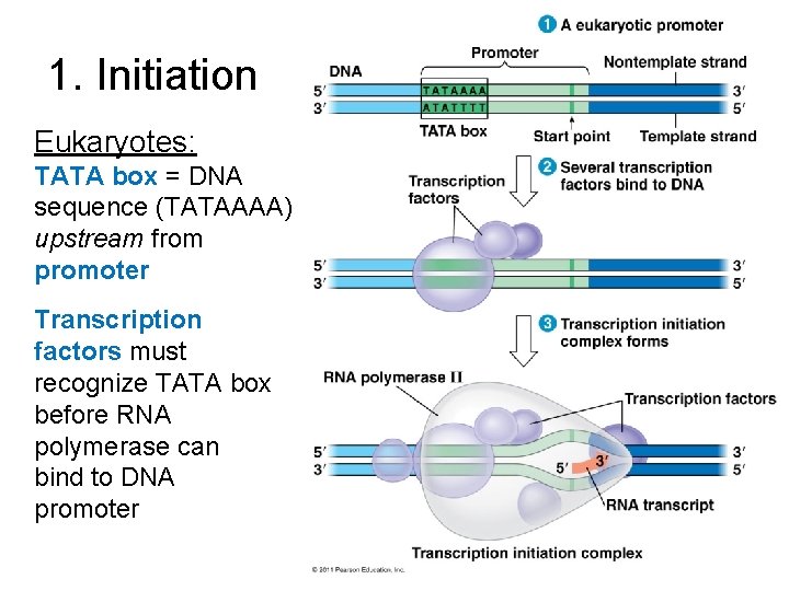 1. Initiation Eukaryotes: TATA box = DNA sequence (TATAAAA) upstream from promoter Transcription factors