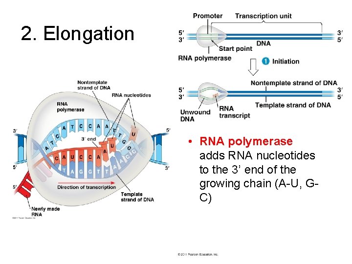2. Elongation • RNA polymerase adds RNA nucleotides to the 3’ end of the