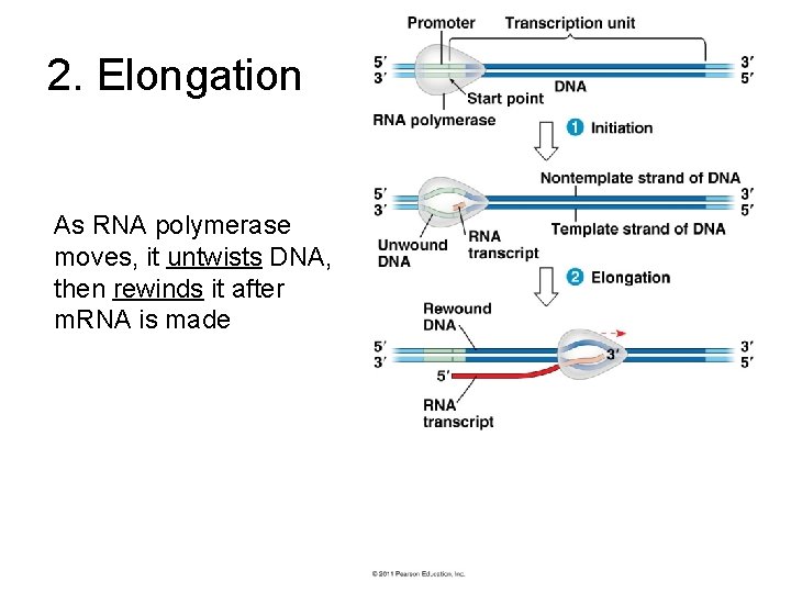 2. Elongation As RNA polymerase moves, it untwists DNA, then rewinds it after m.
