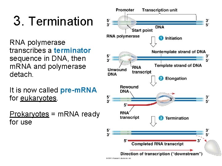 3. Termination RNA polymerase transcribes a terminator sequence in DNA, then m. RNA and