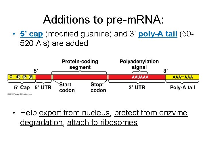 Additions to pre-m. RNA: • 5’ cap (modified guanine) and 3’ poly-A tail (50520
