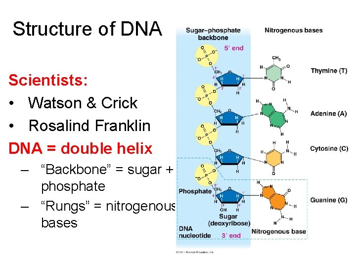 Structure of DNA Scientists: • Watson & Crick • Rosalind Franklin DNA = double