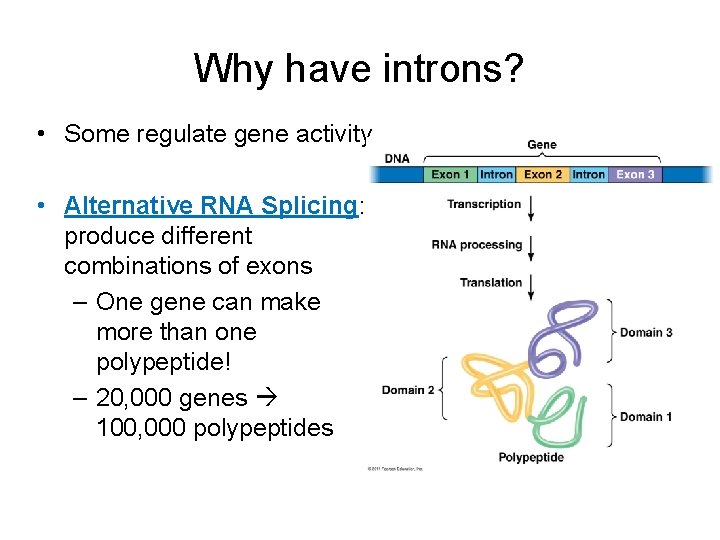 Why have introns? • Some regulate gene activity • Alternative RNA Splicing: produce different