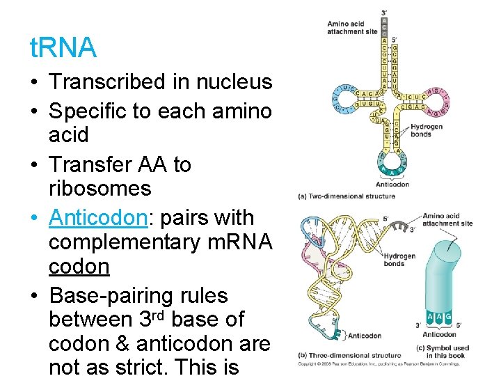 t. RNA • Transcribed in nucleus • Specific to each amino acid • Transfer