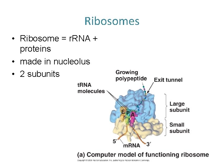 Ribosomes • Ribosome = r. RNA + proteins • made in nucleolus • 2