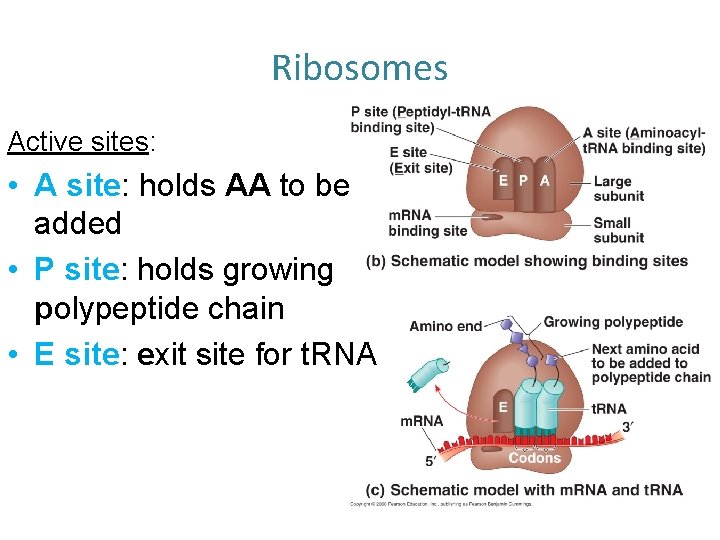 Ribosomes Active sites: • A site: holds AA to be added • P site:
