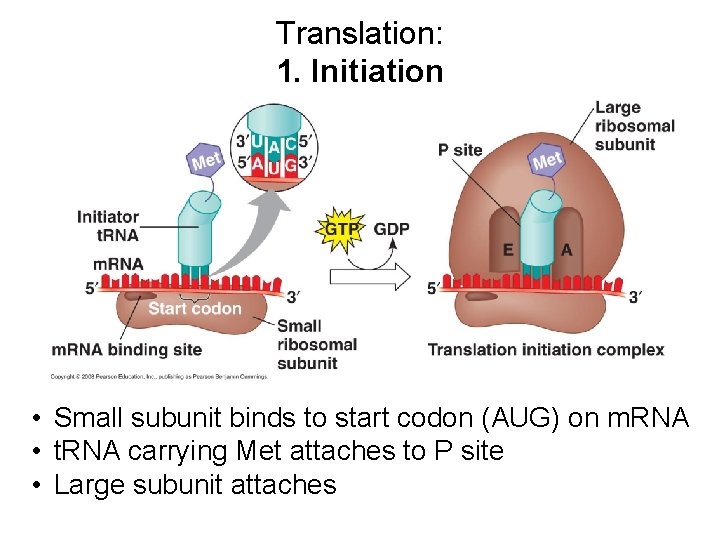 Translation: 1. Initiation • Small subunit binds to start codon (AUG) on m. RNA
