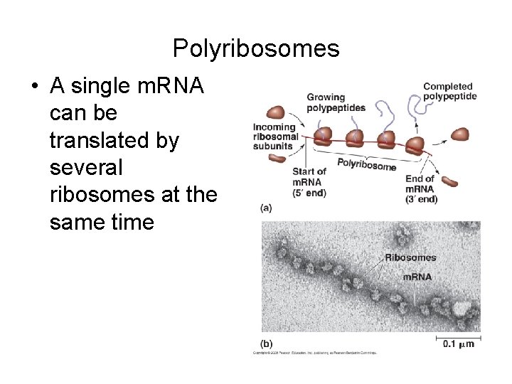 Polyribosomes • A single m. RNA can be translated by several ribosomes at the