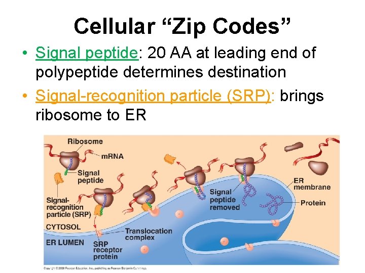 Cellular “Zip Codes” • Signal peptide: 20 AA at leading end of polypeptide determines