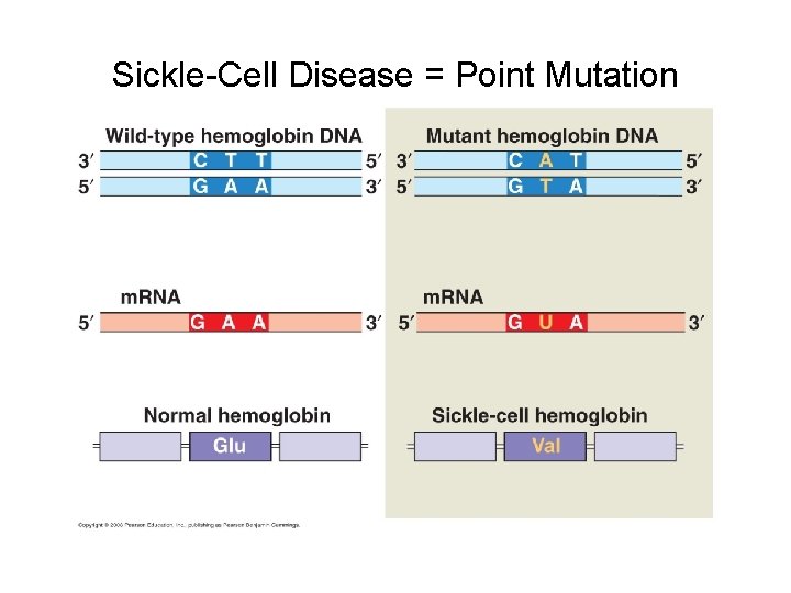 Sickle-Cell Disease = Point Mutation 