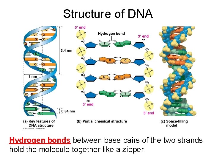 Structure of DNA Hydrogen bonds between base pairs of the two strands hold the