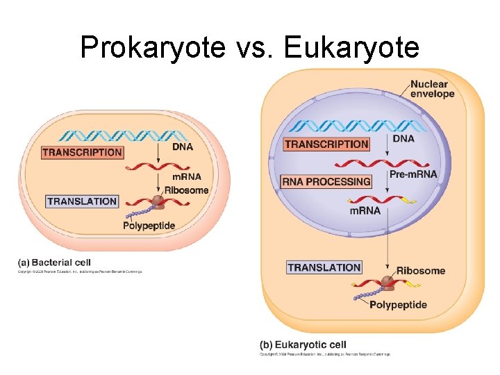 Prokaryote vs. Eukaryote 