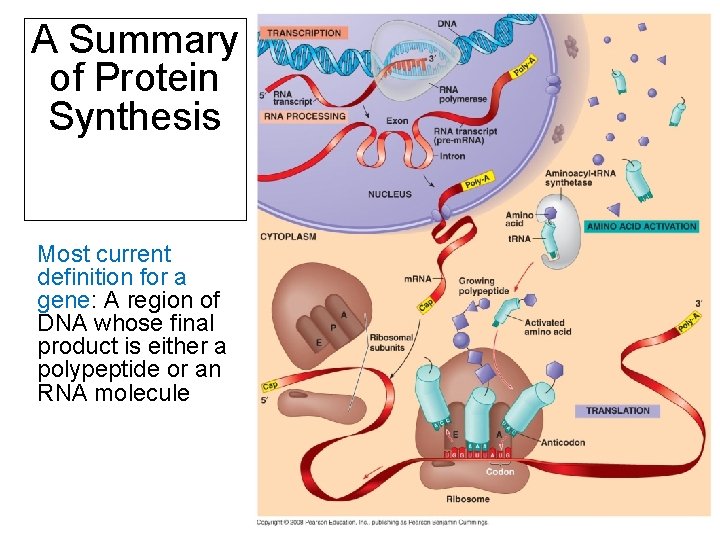 A Summary of Protein Synthesis Most current definition for a gene: A region of
