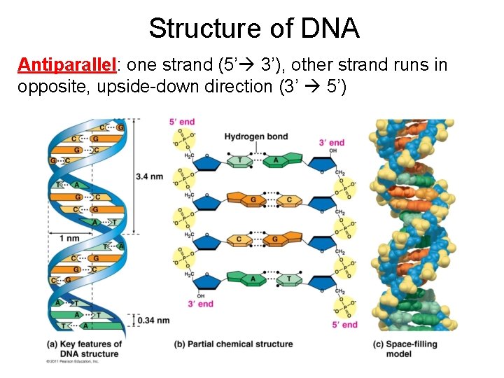 Structure of DNA Antiparallel: one strand (5’ 3’), other strand runs in opposite, upside-down